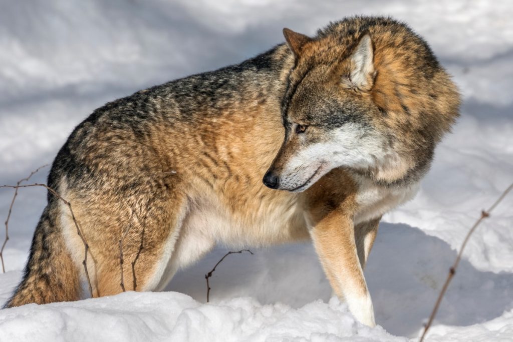 Qualcuno sostiene che anche i lupi siano stati reintrodotti con gli elicotteri. Falso @ AdobeStock