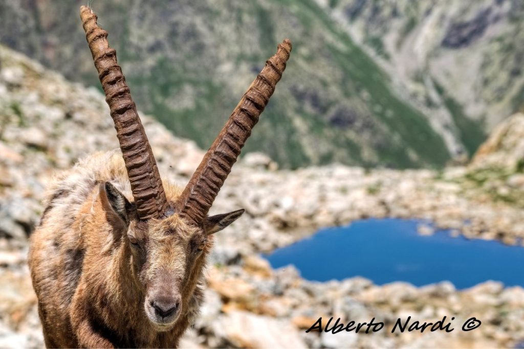 Stambecco al Colle delle Fenestrelle. Foto Alberto Nardi