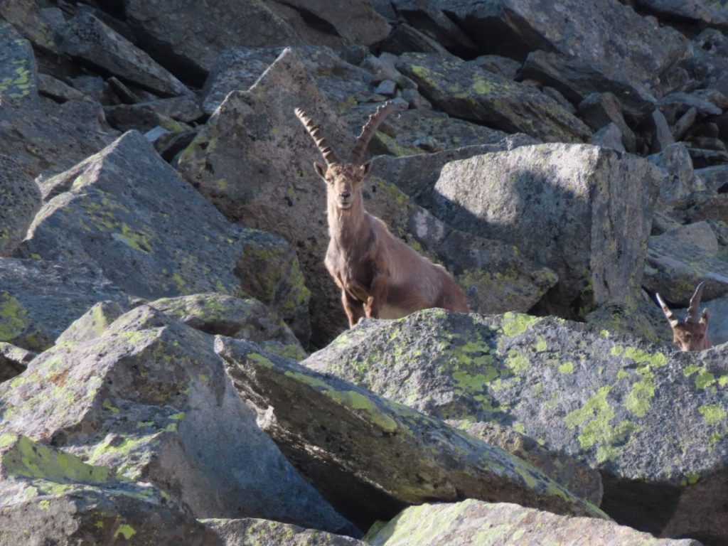Stambecco sulla Forcella Gelenkscharte (foto V. De Zordo)