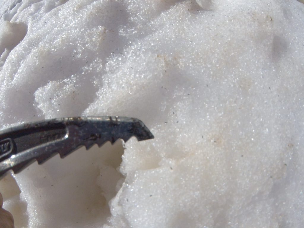 Tutto è interessante, come le piccolissime pulci dei ghiacciai, foto M. Comi