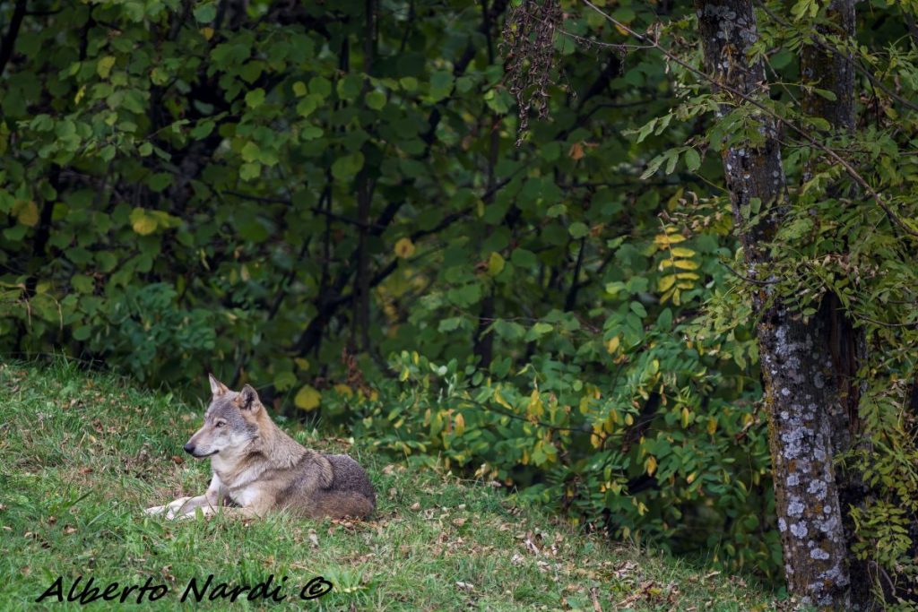 Un esemplare di lupo grigio presso il Centro faunistico. Foto Alberto Nardi
