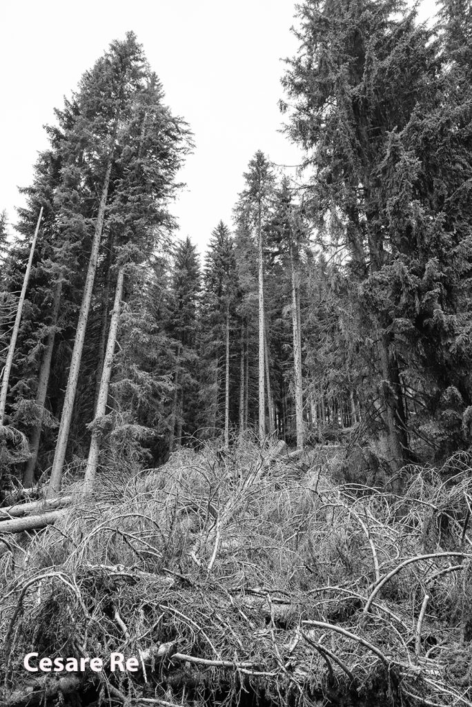 Alberi devastati dalla tempesta Vaia