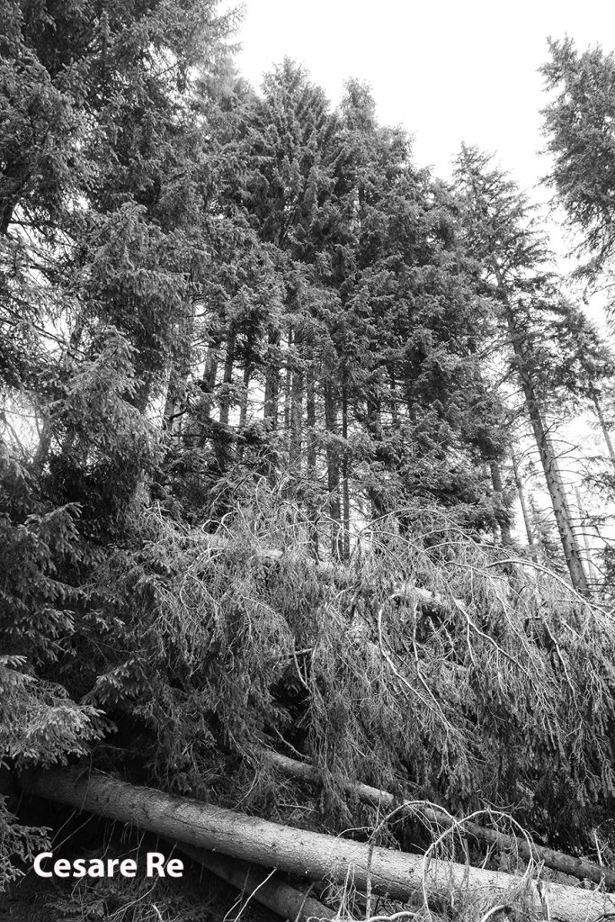Alberi devastati dalla tempesta Vaia