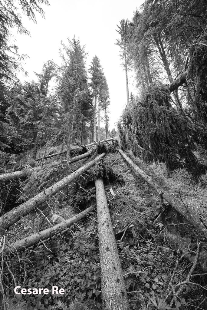 Alberi devastati dalla tempesta Vaia