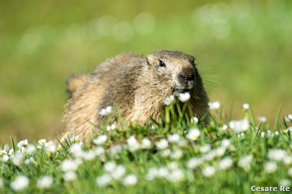 Marmotta