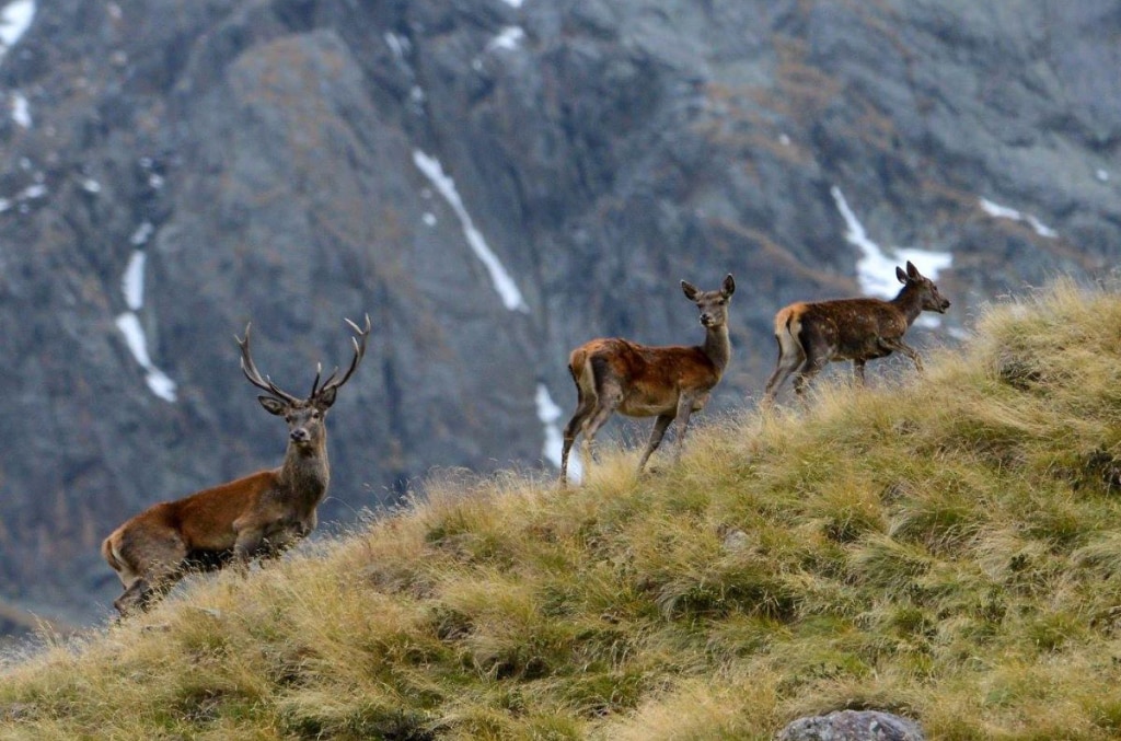 Cervi in Val Grande. FB Vezza d'Oglio Turismo