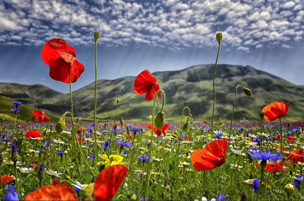 Piana di Castelluccio, in Umbria. In questo caso l'immagine è coretta. Foto Wikimedia commos @enrico.pighetti