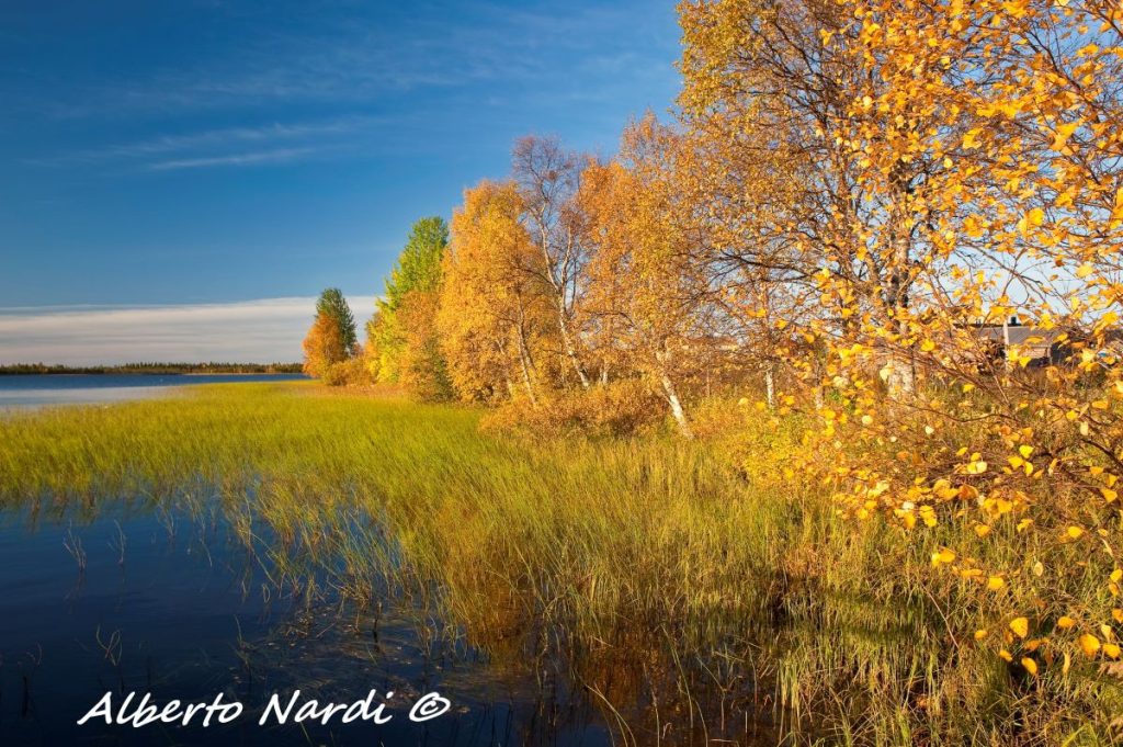 Betulle sui bordi del lago Yllasjarvi. Foto Alberto Nardi