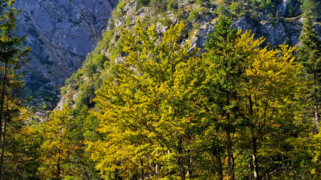 Faggi nel Vallone di Riofreddo, foto Stefano Ardito