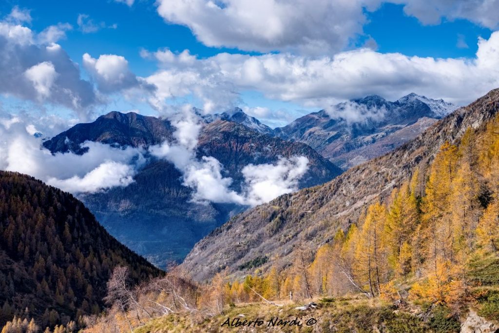Foresta autunnale di larici e abeti. Sullo sfondo la Valle del Lys e le cime del Mont de Prial (2411 m) e del Monte Nery (3075 m). Foto Alberto Nardi