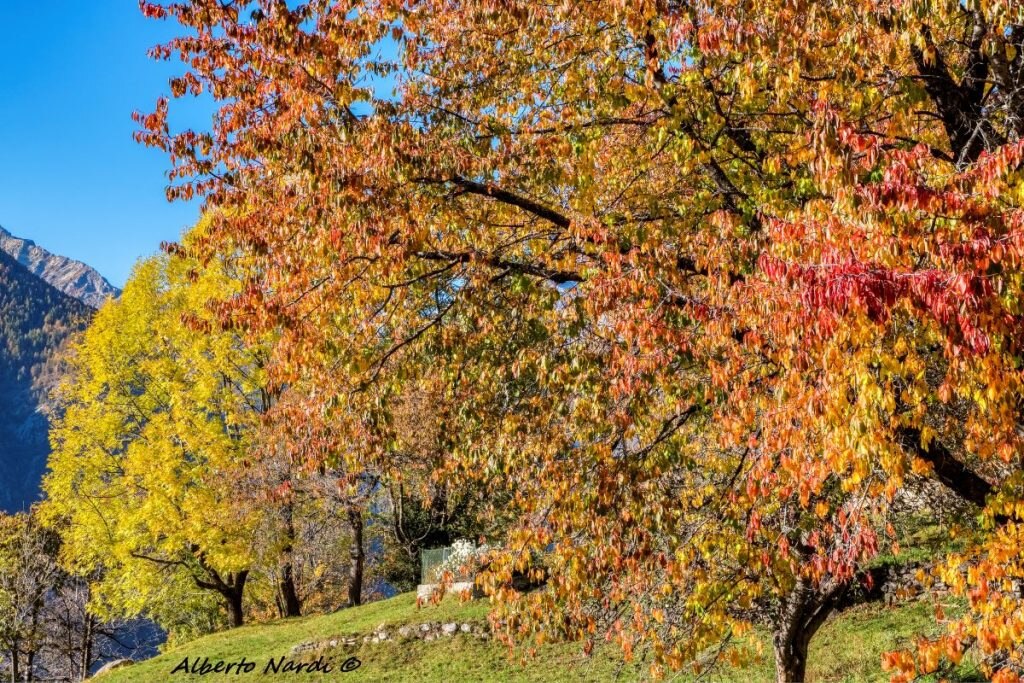 Frassini e ciliegi selvatici colorano il paesaggio a bassa quota. Foto Alberto Nardi
