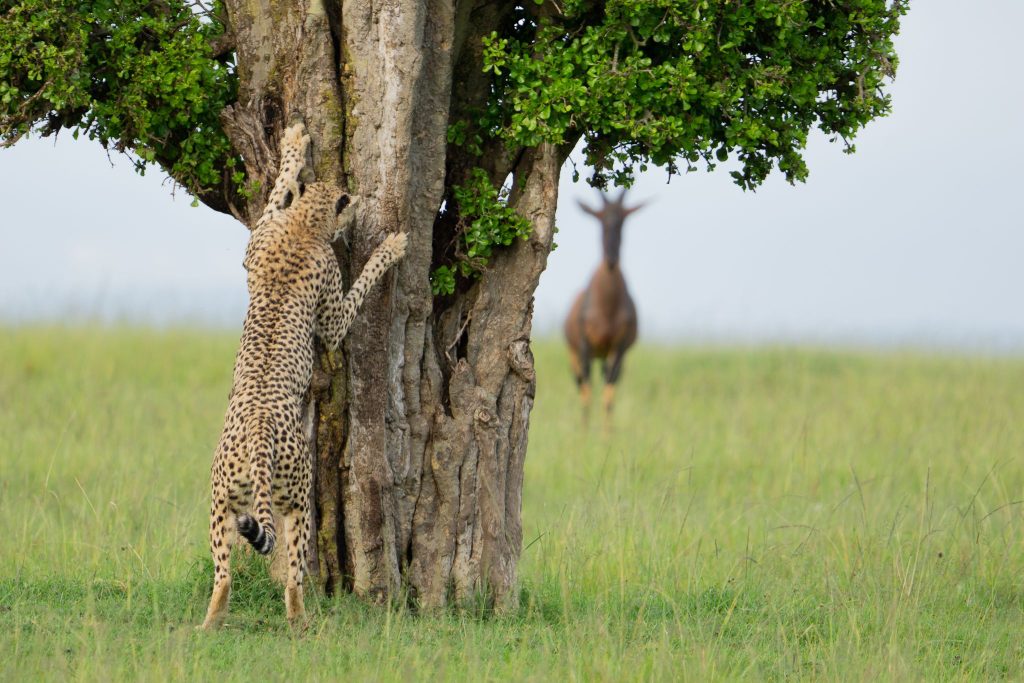 Hide and Seek @ Leslie McLeod