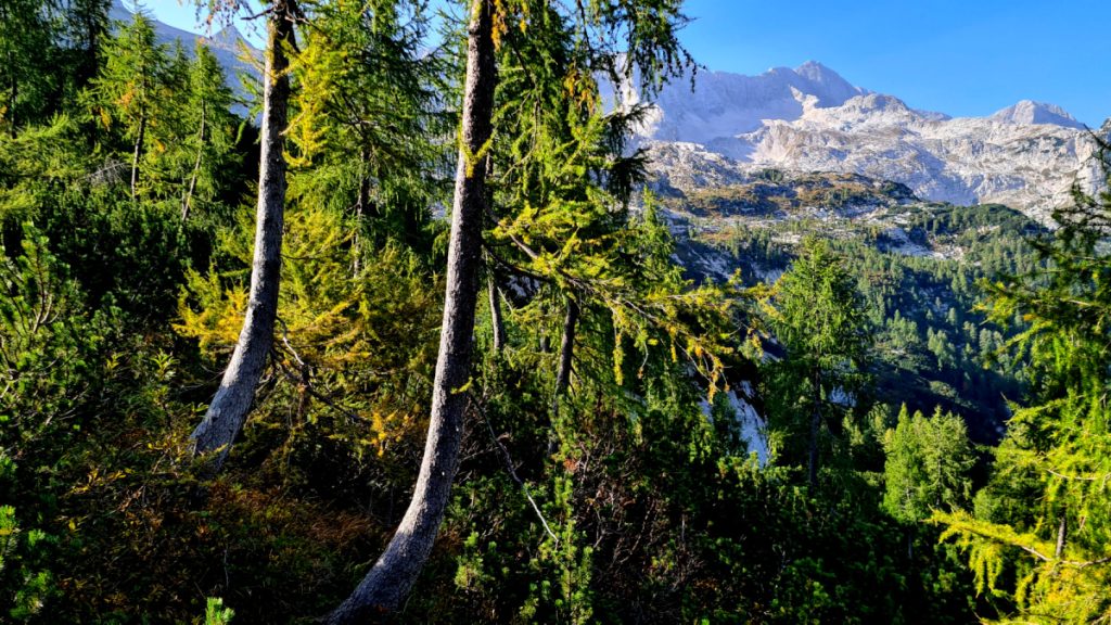 Il bosco del Monte Poviz, sullo sfondo il Canin, foto Stefano Ardito