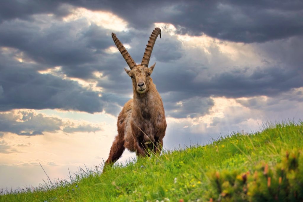 Il guardiano del Rifugio Curò. Foto Alberto Nardi