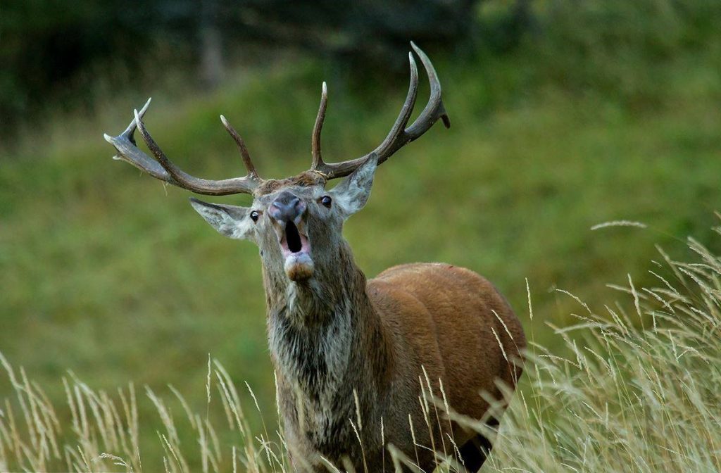 Il richiamo. Foto Emilio Ricci, Click Alps