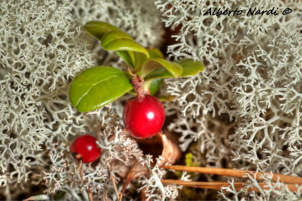 Il sottobosco è ricoperto da licheni (Cladonia stellaris) e Mirtillo Rosso (Vaccinium vitis-idaea). Foto Alberto Nardi