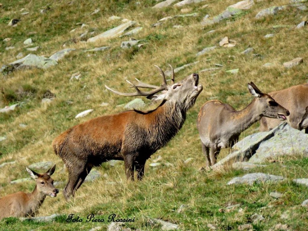 In Val Grande. Foto Piero Rossini