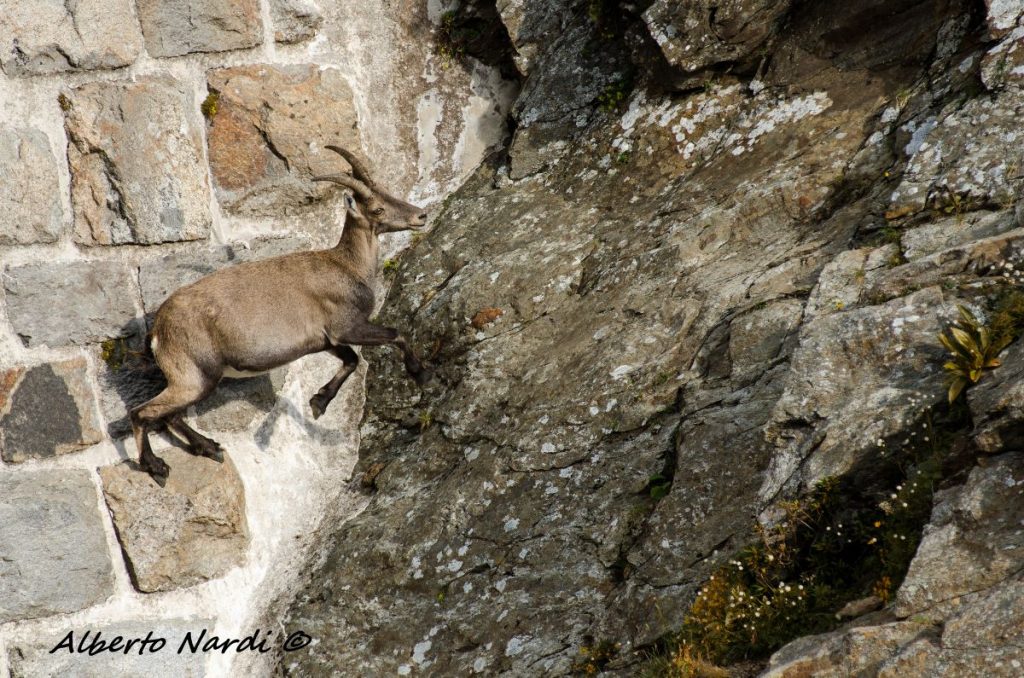 In volo sulla diga del Lago del Diavolo. Foto Alberto Nardi