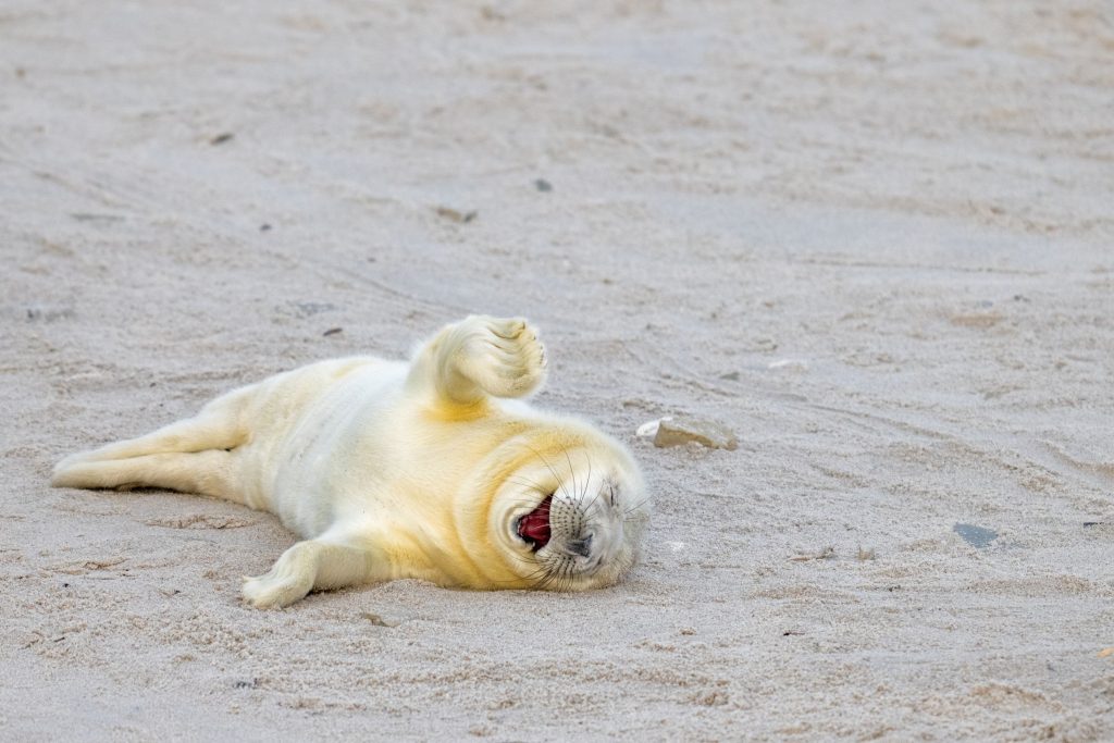 Laughing out loud @ Ingo Hamann