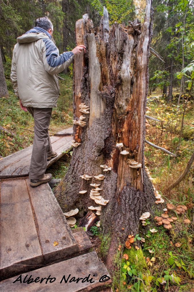 Passerelle costruite per proteggere il sottobosco. Foto Alberto Nardi