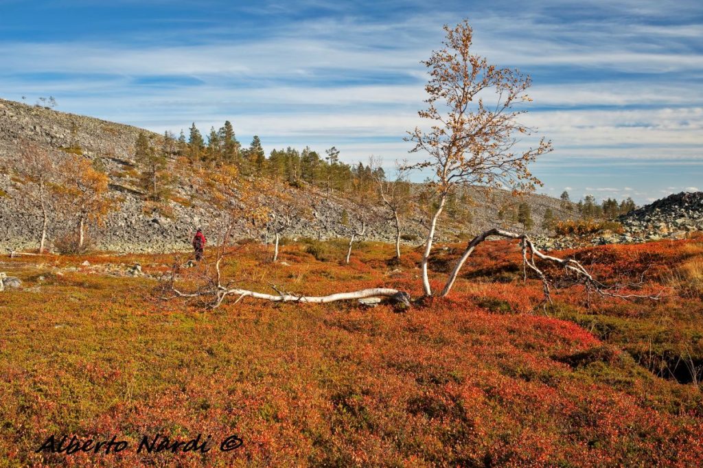 Rade Betulle tortuose (Betula pubescens ssp. czerepanovii) e Pini silvestri (Pinus sylvestris). Il terreno pietroso è ricoperto da Empetro ermafrodito. Foto Alberto Nardi