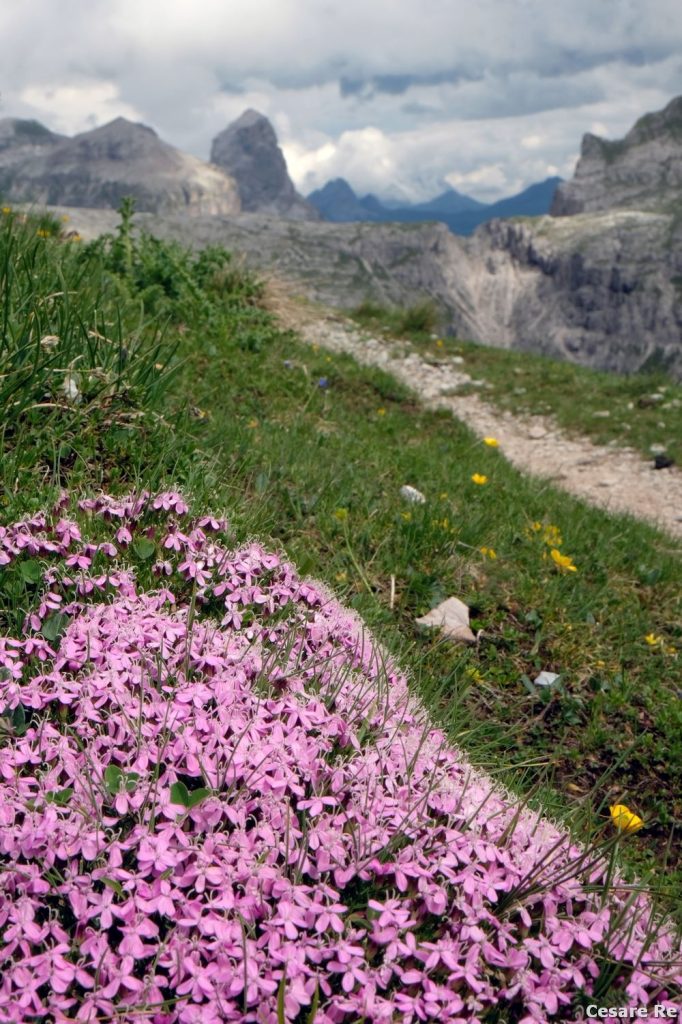 Silene acaule con il Sassongher sullo sfondo. Foto Cesare Re