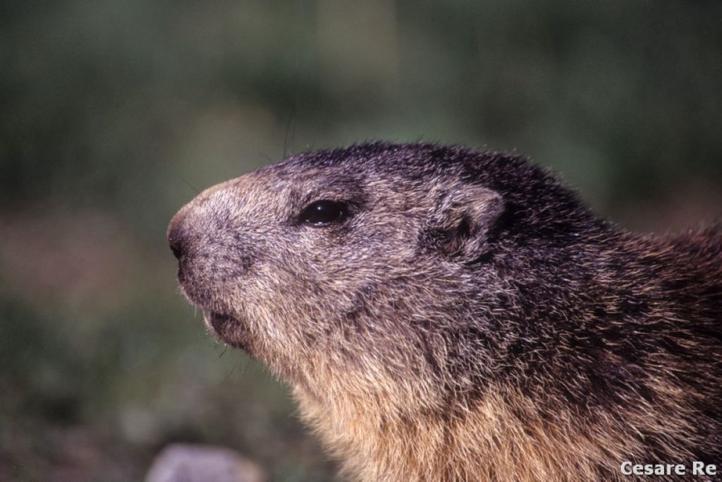 Sono frequenti gli incontri ravvicinati con le marmotte. Foto Cesare Re