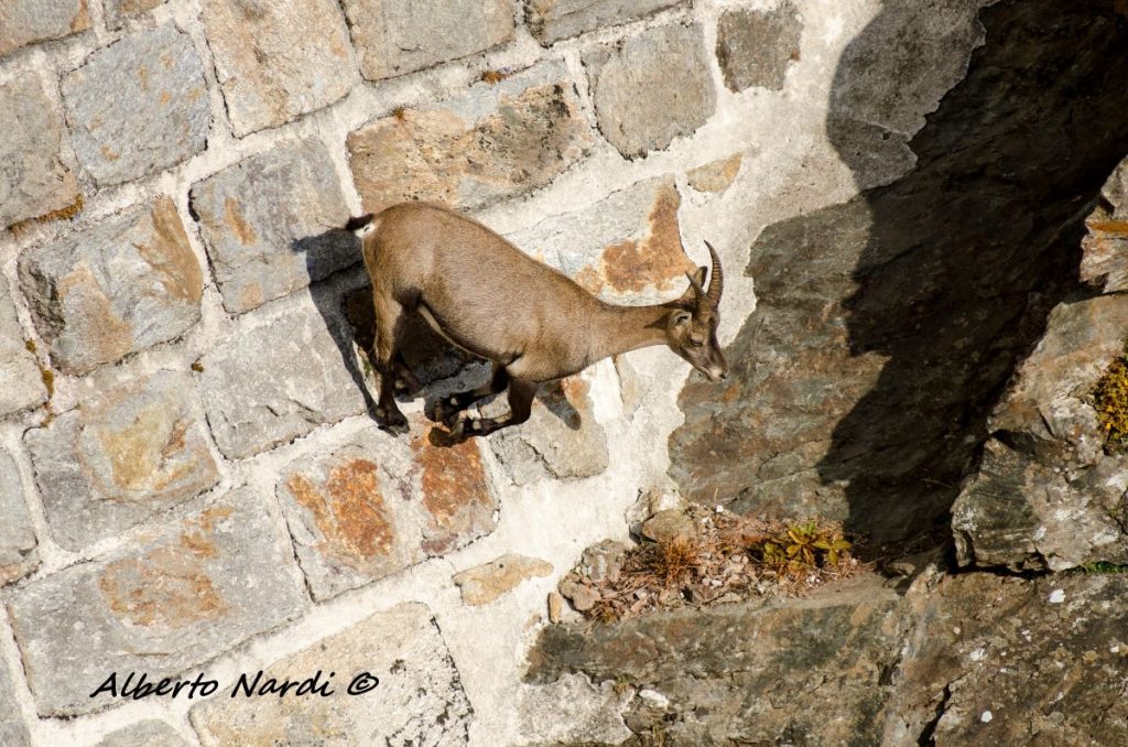 Stambecco sulla diga del Lago del Diavolo. Foto Alberto Nardi