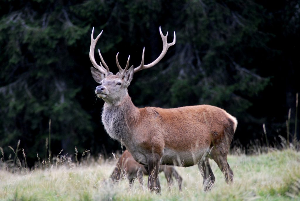 Un cervo in autunno, foto Stefano Ardito