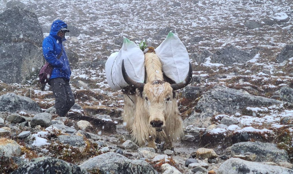 Uno yak carico tra Pheriche e Lobuche, foto SA