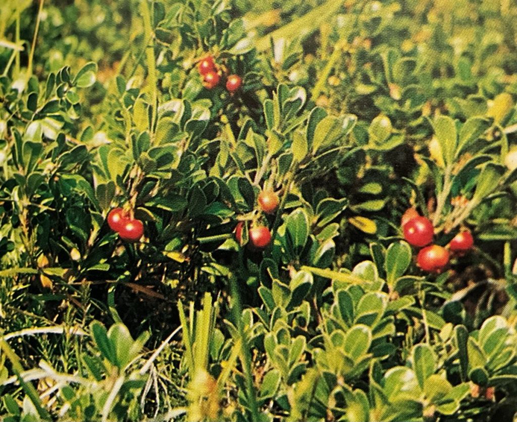 Uva orsina (Arctostaphylos uva-ursi). Meglio non mangiarla, ma non crea veri problemi. Foto Marcello Bazzan