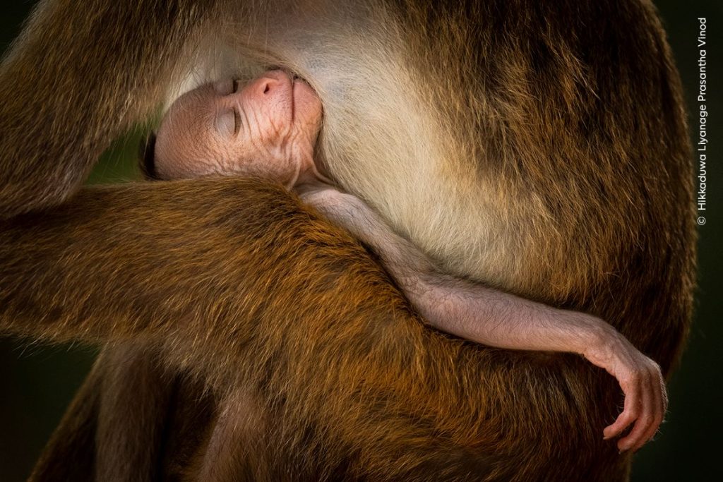A Tranquil Moment, Winner, Behaviour Mammals C Hikkaduwa Liyanage Prasantha Vinod, Wildlife Photographer of the Year