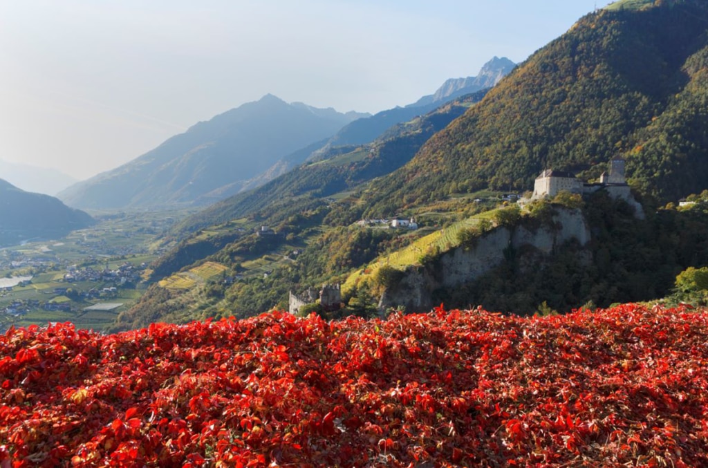 Castel Tirolo @ IDM Südtirol-Alto Adige, Frieder Blickle