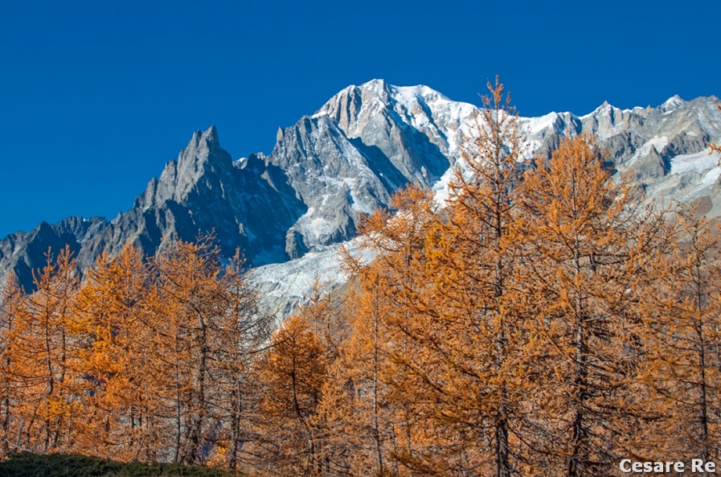 Il Monte Bianco svetta dietro i larici. Foto Cesare Re