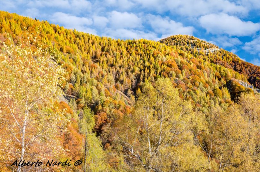 La Foresta di Onsernone. Foto Alberto Nardi