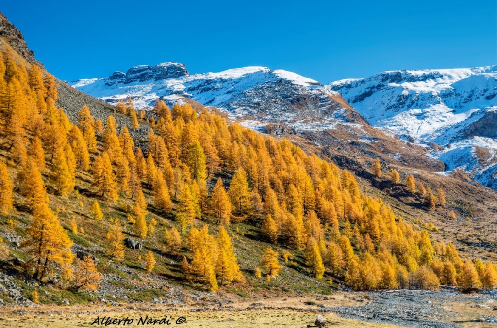 Larici multicolori e la prima neve dall'Alpe di Entrelor. Foto Alberto Nardi