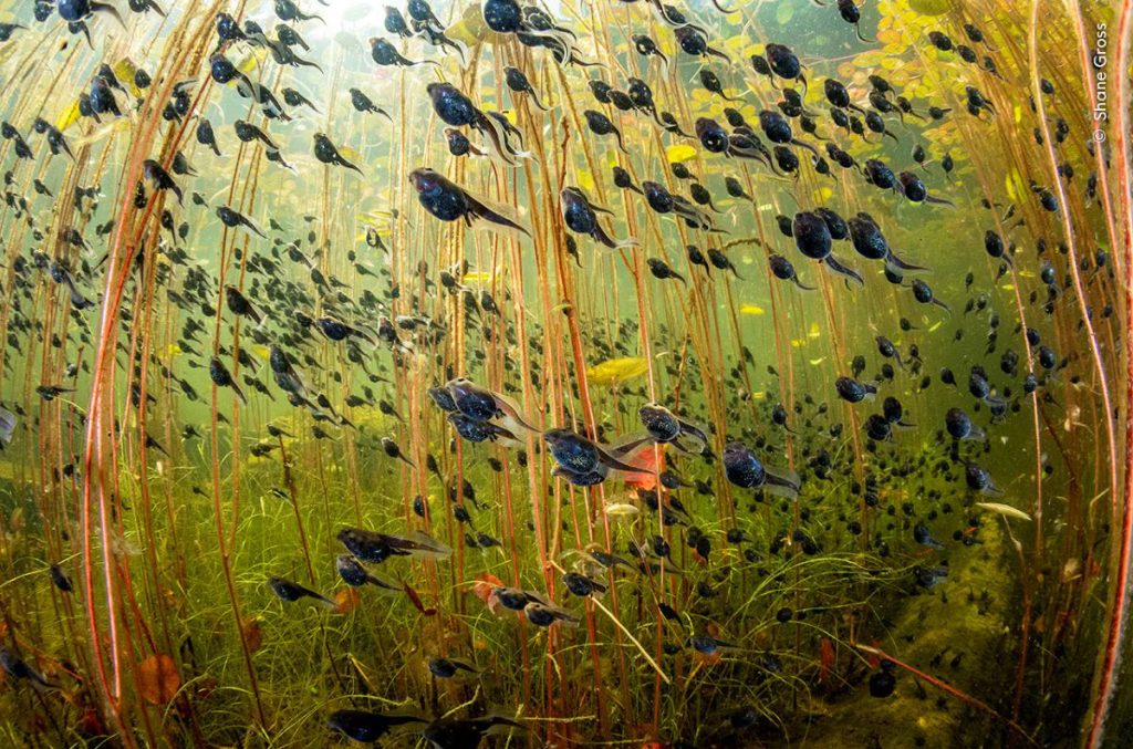 Le foto vincitrici del Wildlife Photographer of the Year 2024