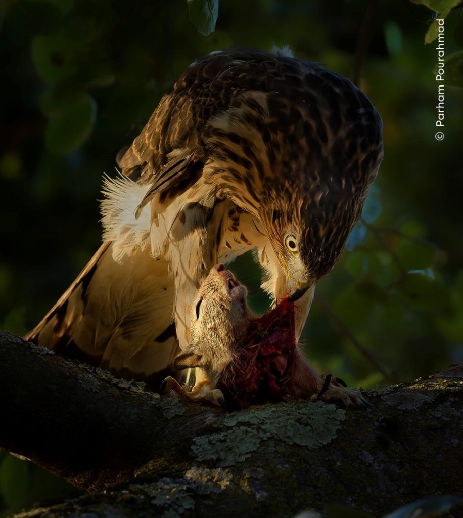An Evening Meal C Parham Pourahmad, Wildlife Photographer of the Year