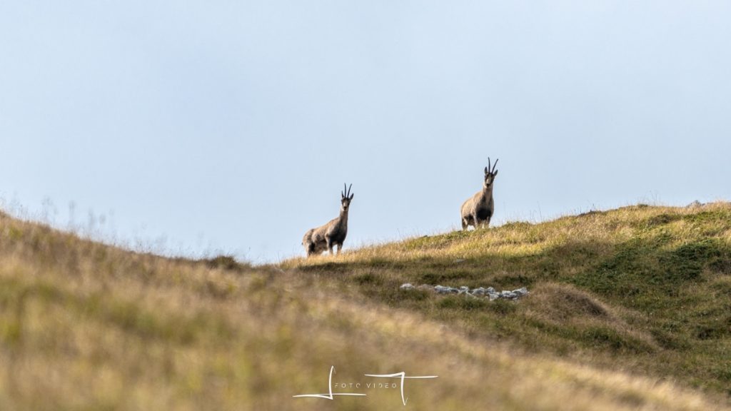 Camosci sulla cresta poco prima di raggiungere la Madonnina. Foto Luigi Tassi