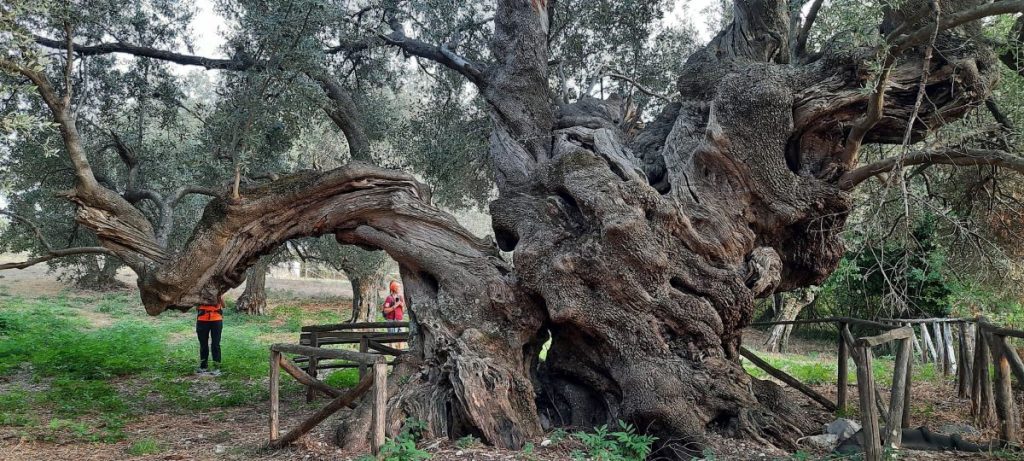 Capaccio-Paestum , l