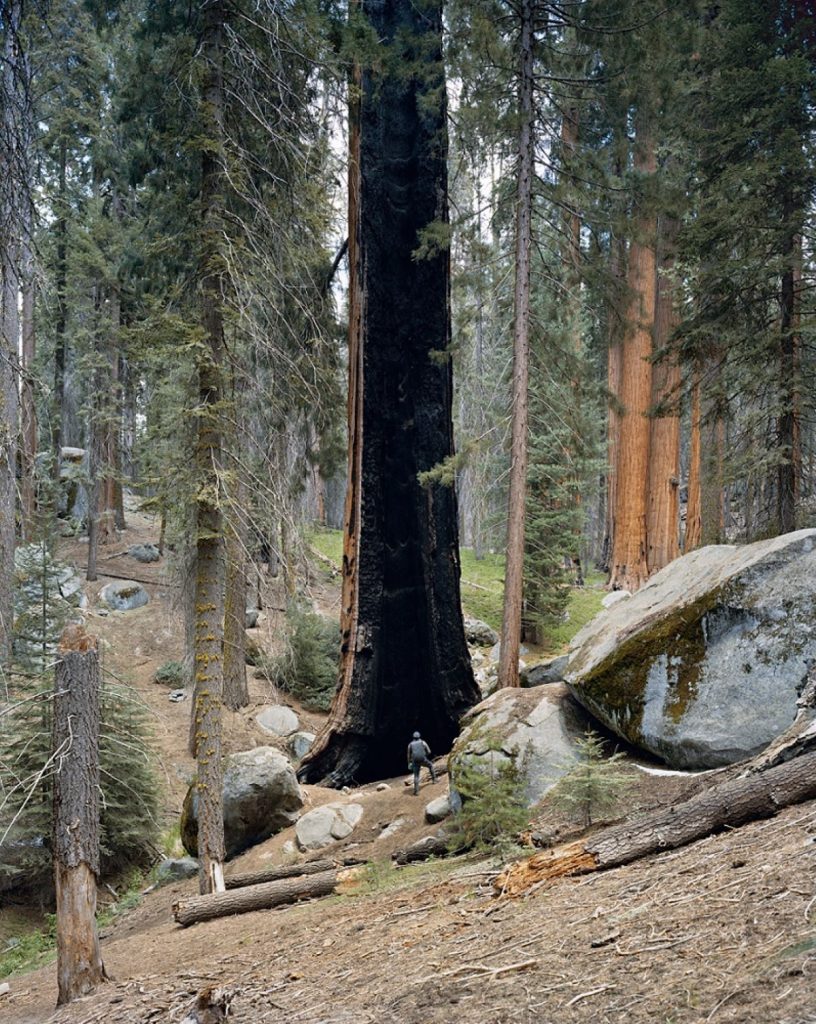 Congress Trail, Sequoia National Park, California 2021 @ Mitch Epstein