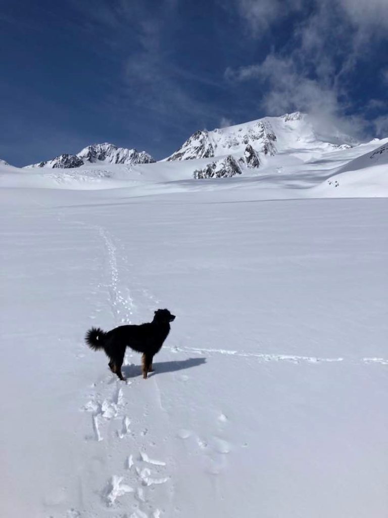 Elfie, il caane di Menacher ritrovato ancora vivo dopo 15 giorni a 3000 metri