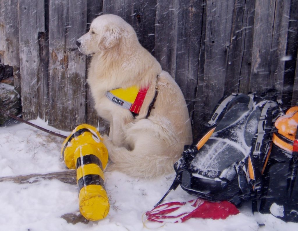 Esercitazione cani valanga @ CNSAS Veneto