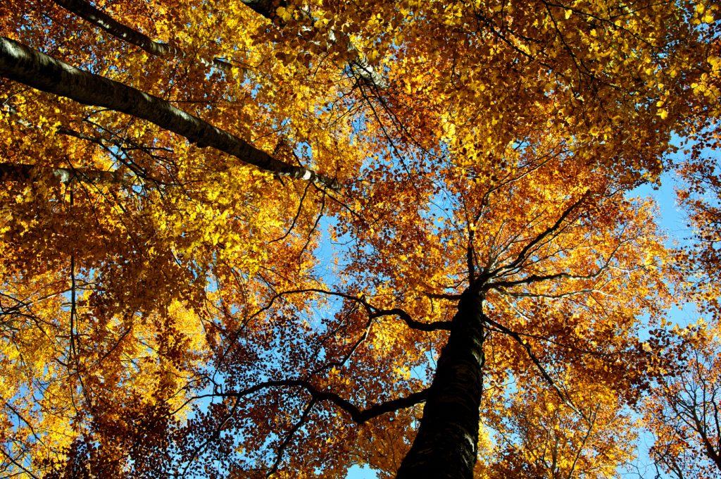 Faggete del Monte Viglio in autunno, foto Stefano Ardito