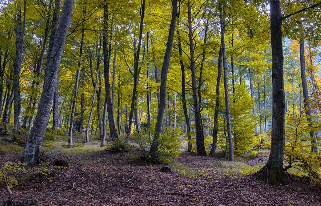 Foto Roberto Carnevali