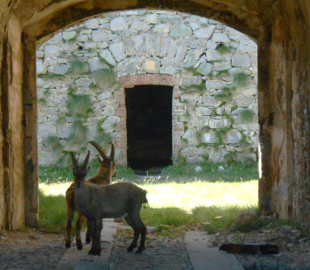 Gli attuali abitanti del Forte Giaura. Foto Lorenzo Volpe
