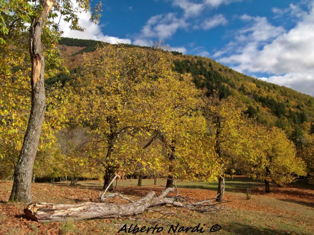 I castagni di Camaldoli. Foto Alberto Nardi