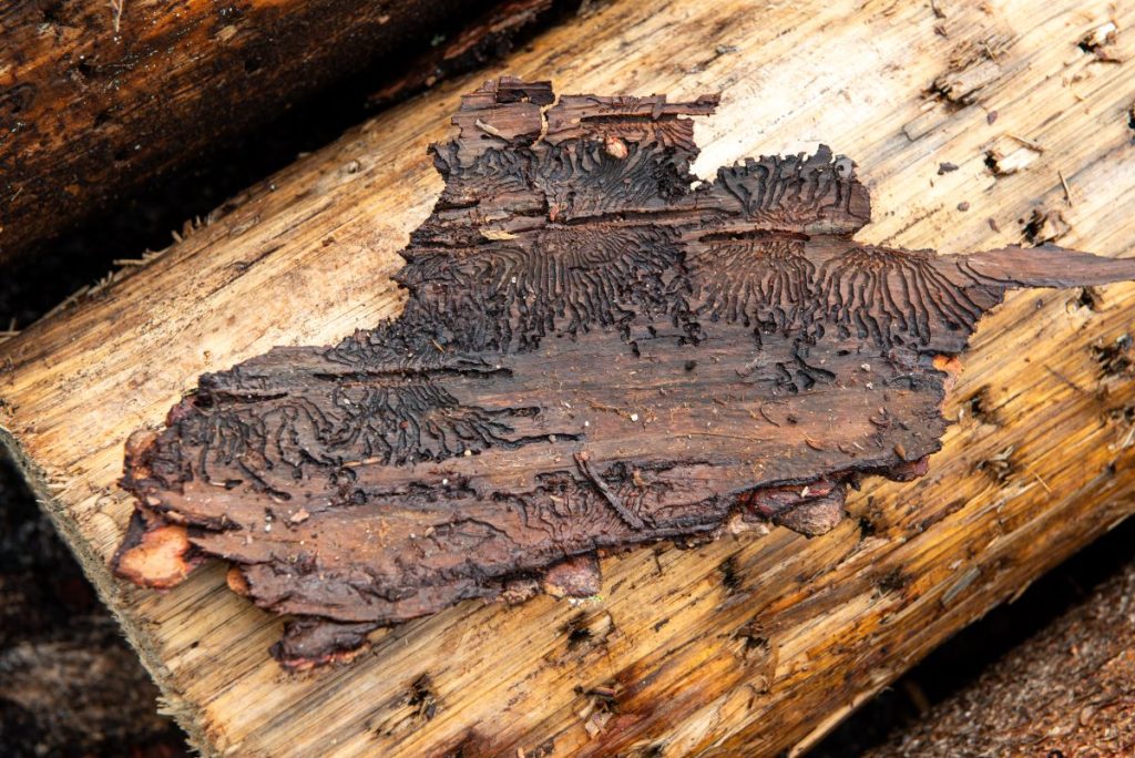 I disegni creati dal bostrico sotto la corteccia