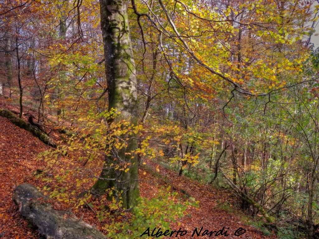I faggi del Monte Penna. Foto Alberto Nardi