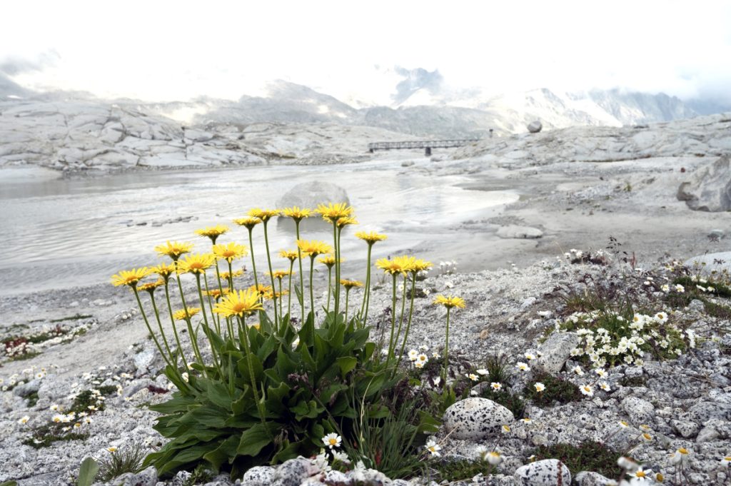 I ghiacciai fondono, le morene fioriscono. Foto Giulia Tomasi